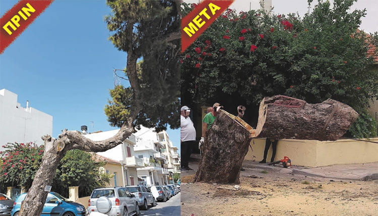 Το δέντρο κόπηκε... άδικα