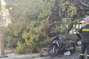 φονικο δεντρο