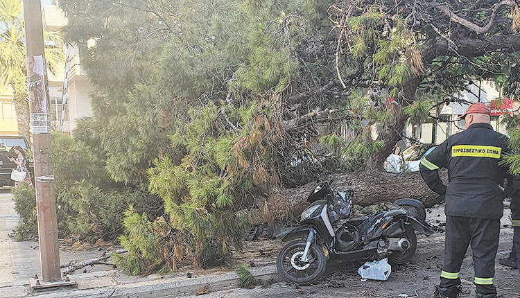 φονικο δεντρο