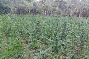 ΣΙΣΣΕΣ Βρέθηκαν οι τρεις καλλιεργητές του χασίς