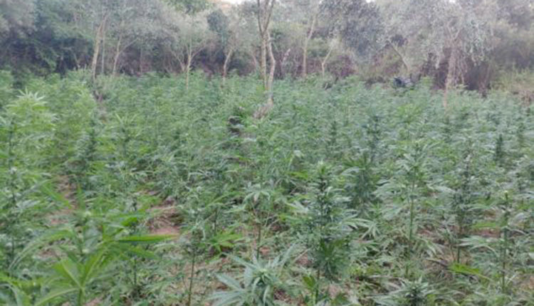 ΣΙΣΣΕΣ Βρέθηκαν οι τρεις καλλιεργητές του χασίς