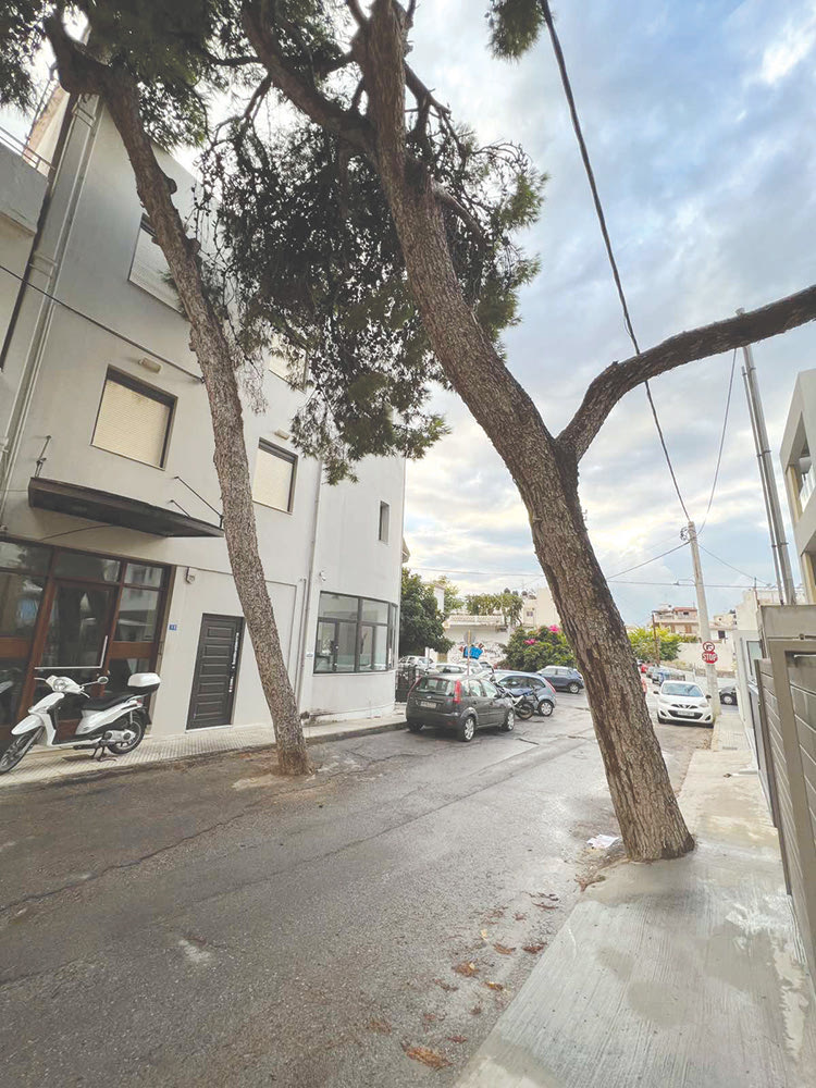 μασταμπας εκπεμπει σος απο τα δεντρα