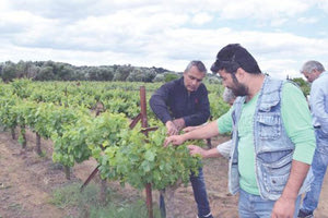 Απόγνωση από τους παραγωγούς για κόστη παραγωγής και καταστροφή των επιτραπέζιων σταφυλιών