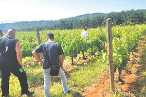 Τεράστιες οι καταστροφές στα αμπέλια