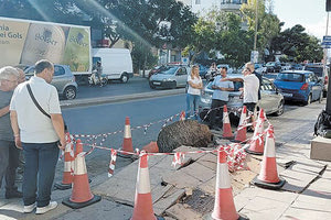 Αυτοψίες και εργαστηριακές αναλύσεις για το πεύκο