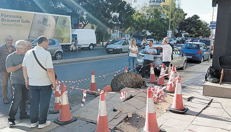 Αυτοψίες και εργαστηριακές αναλύσεις για το πεύκο