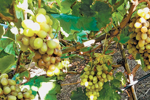 Μεγαλύτερες καταστροφές από τις αναμενόμενες ανέδειξαν οι έρευνες των αγροτών το Σαββατοκύριακο