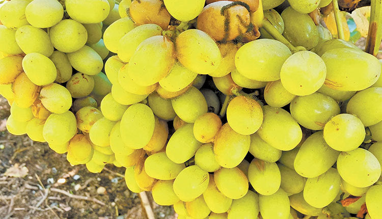 Το μεγαλύτερο μέρος της παραγωγής έχει αχρηστευθεί 