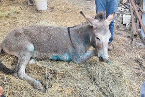 Τραγική η κατάσταση του ζώου