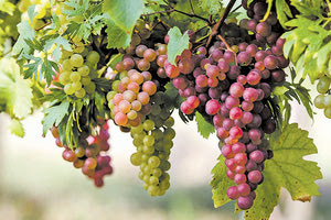 οινοστάφυλα