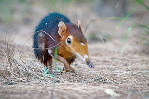 Ο ιός LayV από την Κίνα