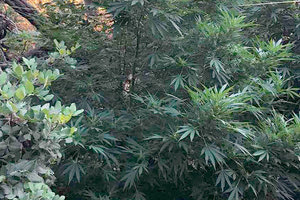 χασισοφυτείες στον Μυλοπόταμο