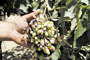 πλημμύρες έφεραν την καταστροφή του επιτραπέζιου σταφυλιού