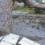 Δείτε όλα τα άρθρα από το χρήστη Γιώργος Παπαδάκης