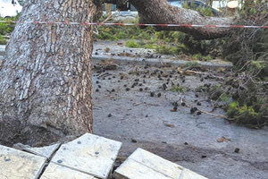 πεύκο - τραγωδία