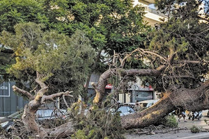 ΠΡΟΧΩΡΑ Η ΕΡΕΥΝΑ Κλείνει ο δρόμος για να εκριζωθεί το «φονικό πεύκο»