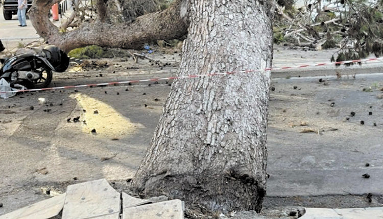 ΠΡΟΧΩΡΑ Η ΕΡΕΥΝΑ Κλείνει ο δρόμος για να εκριζωθεί το «φονικό πεύκο»
