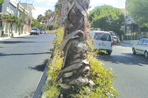 Το επισημαίνουν αρκετοί Ηρακλειώτες με τον φοίνικα στην Κνωσού. Είναι στο κυκλικό της εφορίας στη λεωφόρο Κνωσού.