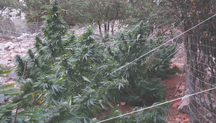 Συνολικά βρέθηκαν 4 φυτείες με 100 δενδρύλλια κάνναβης 