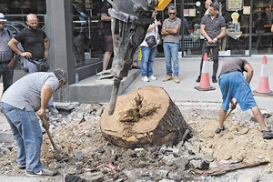 ΤΙ ΕΔΕΙΞΕ Η  ΑΥΤΟΨΙΑ Ένα δέντρο χωρίς... ρίζες