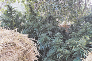 ζωνιανα κανναβη