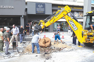 Στο μικροσκόπιο των ειδικών οι εργασίες που έγιναν και ίσως “πλήγωσαν” το δέντρο