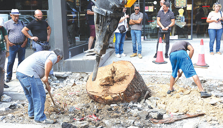 Στο μικροσκόπιο των ειδικών οι εργασίες που έγιναν και ίσως “πλήγωσαν” το δέντροΣτο μικροσκόπιο των ειδικών οι εργασίες που έγιναν και ίσως “πλήγωσαν” το δέντρο