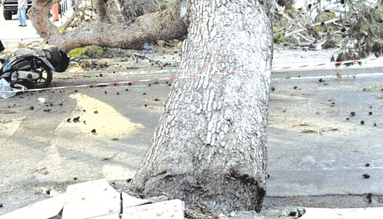 Στο μικροσκόπιο των ειδικών οι εργασίες που έγιναν και ίσως “πλήγωσαν” το δέντρο