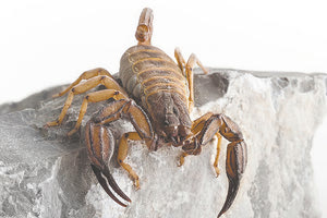 Το είδος Iurus dekanum - Copyright: Απόστολος Τριχάς -NHMC