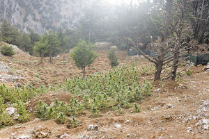 Χασισοφυτεία τεσσάρων επιπέδων στα Σφακιά