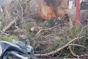 Η πτώση του δέντρου στη λεωφόρο Δημοκρατίας που είχε ως συνέπεια τον τραγικό θάνατο του 51χρονου Παναγιώτη Μητρέλο