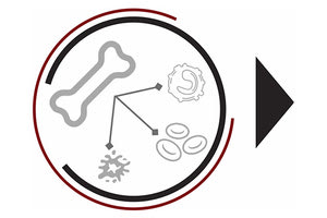 δράση δωρεάς μυελού των οστών