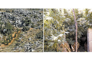 Εντόπισαν 9 φυτείες με δενδρύλλια χασίς σε περιοχές του Ρεθύμνου