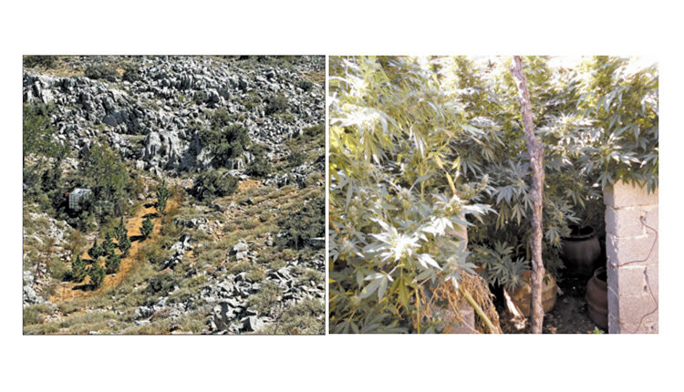 Εντόπισαν 9 φυτείες με δενδρύλλια χασίς σε περιοχές του Ρεθύμνου