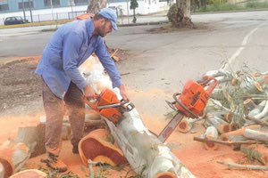 ΣΕ ΠΟΙΑ ΣΗΜΕΙΑ ΤΟΥ ΗΡΑΚΛΕΙΟΥ ΒΡΙΣΚΟΝΤΑΙ Για την κοπή έξι δέντρων αποφασίζει απόψε το Δημοτικό Συμβούλιο