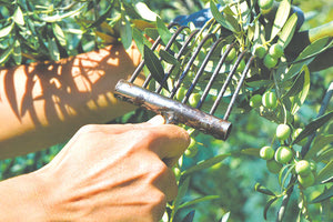 ΜΕΤΑ ΤΗ ΦΥΓΗ ΤΩΝ ΑΛΛΟΔΑΠΩΝ Εργάτες για τις ελιές ψάχνει το ΕΚΗ