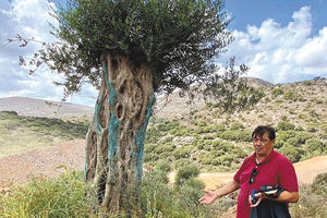 Σώθηκαν αιωνόβιες ελιές