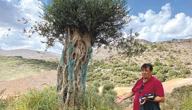 Σώθηκαν αιωνόβιες ελιές