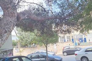 δεντρο μπροστα στο εργατικο κέντρο