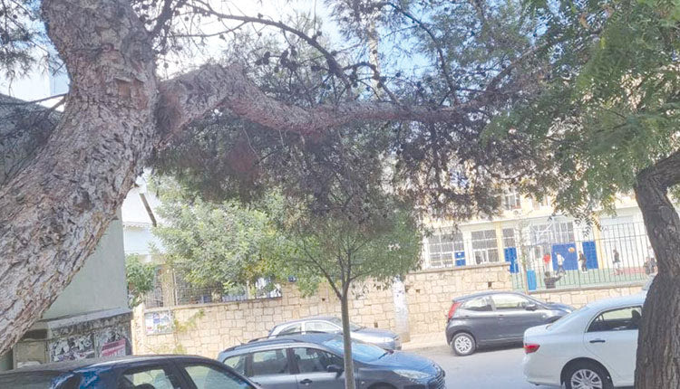 δεντρο μπροστα στο εργατικο κέντρο
