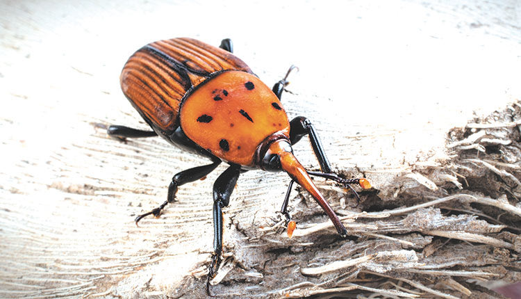 Επιδρομή από σφήκες καταγράφεται σε χωριά της περιφερειακής ενότητας Ηρακλείου