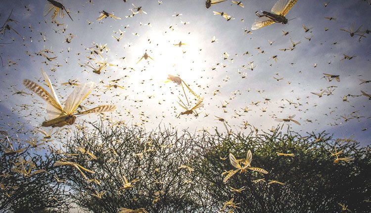 Επιδρομή από σφήκες καταγράφεται σε χωριά της περιφερειακής ενότητας Ηρακλείου