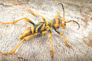 Ο επιμελητής του Εργαστηρίου Αρθροπόδων στο Μουσείο Φυσικής Ιστορίας Κρήτης, Παν/μιο Κρήτης, Απόστολος Τριχάς