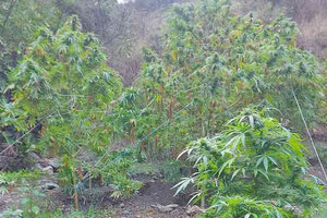 Η φυτεία που κατάφεραν να εντοπίσουν οι αστυνομικοί