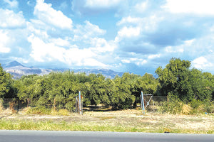 “Μην βιαστείτε να μαζέψετε ελιές”