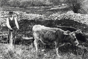 ΦΩΤΟΗΜΕΡΑΣ: Όργωμα στην Κρήτη αρχές του 20ου αιώνα (Μουσείο Μπενάκη)