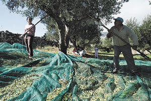 Μια σειρά από παράγοντες επηρεάζουν την ποιότητα και την ποσότητα του ελαιόλαδου
