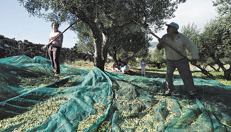 Μια σειρά από παράγοντες επηρεάζουν την ποιότητα και την ποσότητα του ελαιόλαδου