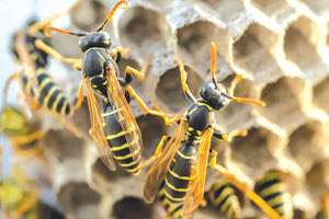 Εξολόθρευσαν τις σφήκες, ανάρρωσε ο καθηγητής