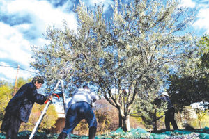Αναζητούνται εργάτες από τη βόρεια Ελλάδα για να μαζέψουν τις ελιές της Κρήτης